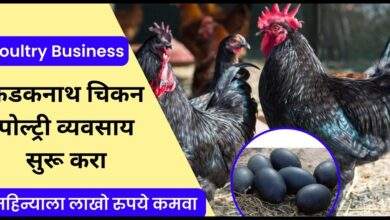 Kadaknath-Poultry-Business