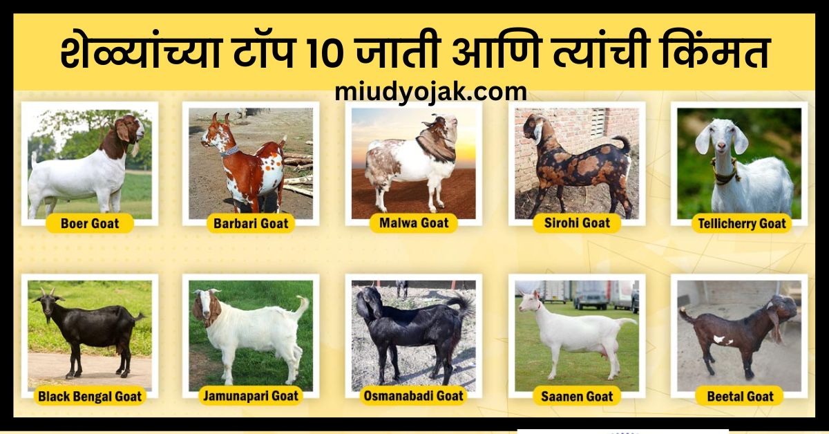 Top 10 Goat Breeds and Prices