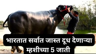 Top 5 Buffaloes in India