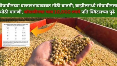 Soyabean Rate 2024